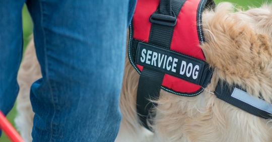 close up image of a service dog and their owner walking in the park